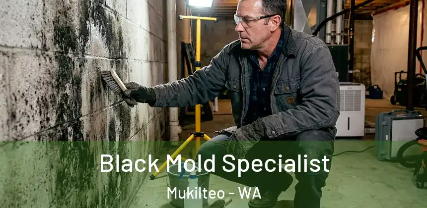  Black Mold Specialist Mukilteo - WA