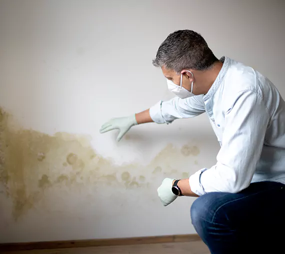 Mold Removal Service in Mukilteo, WA